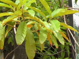 Image result for description of Elaeocarpus sphaericus