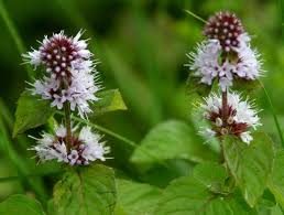 Image result for Mentha aquatica