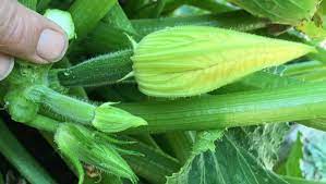 The flowers are the edible flower of the zucchini plant. Squash Pollination Crucial To Vegetable Growth
