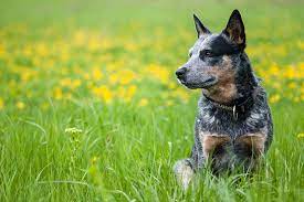 Australian Cattle Dog Dog Breed Information