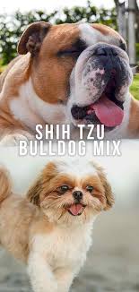 Use the search tool below and browse adoptable shih tzus! Shih Tzu Bulldog Mix Is This Short Muzzled Hybrid Right For You