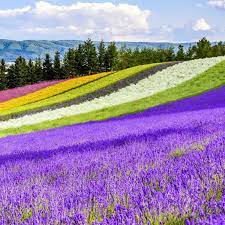 Hokkaido Lavender Fields 6 Best Places In Furano To See Japan S Dreamiest Purple Meadows Live Japan Travel Guide Japan Travel Furano Japanese Travel