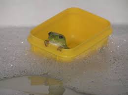 Check spelling or type a new query. Cottagecore Frog Aesthetic Wallpaper Laptop Novocom Top