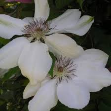 Главная >> guide >> flowers and plants >> climbers >> clematis >>. Clematis Bella Planting Growing And Cultivation Clematis Bella Seeds Types And Varieties Of Clematis Bella