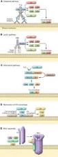 Image result for Complement Pathway