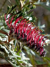 Image result for Gunillaea