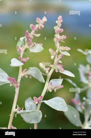 Image result for Atriplex halimus