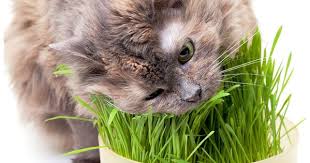 Tohhum Kedi Cimi Tohumu 1000 Tohum Saksi Toprak Tohhum Ev Bahce