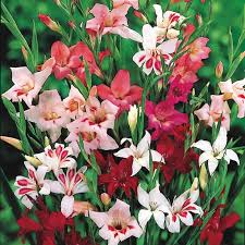 Image result for Gladiolus brachyphyllus