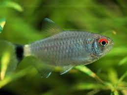 We did not find results for: Redeye Tetra Fish Species Profile