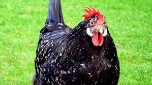 Black spanish hens were hugely popular in the 1800s for their ability to lay an abundant amount of large white eggs. 11 Beautiful Black Chickens Mental Floss