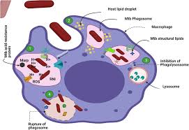 Mycobacterium Tuberculosis | Ppt