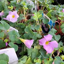 Image result for Cibirhiza