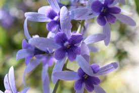 Image result for Petrea volubilis
