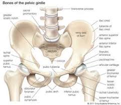 The back anatomy includes the latissimus dorsi, trapezius, erector spinae, rhomboid, and the teres major. Pelvis Definition Anatomy Diagram Facts Britannica