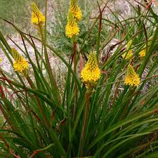 Image result for Clutia angustifolia