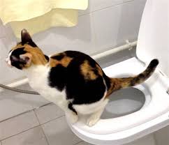 kedilerin tuvalet egitimi nasil olur kedi tuvaletler egitim