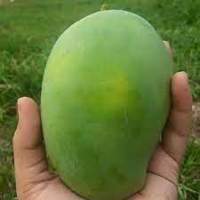 Kunci mangga paling murah dan berkualiti tinggi. Cara Kenal Jenis Jenis Buah Mangga Yang Popular Dan Laris Di Malaysia Some Bullet For Your Head