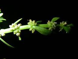 Image result for Laurembergia repens