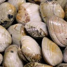 Almeja , varias especies, cocinada translation of almeja in english. Almeja Archivos Mariscos Tonio