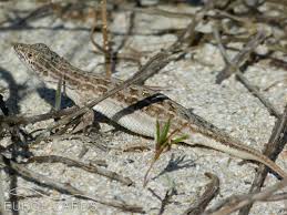 Image result for Drypetes arguta