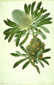 Banksia is an australian native evergreen tree or shrub in the protea family. Taxonomy Of Banksia Wikipedia