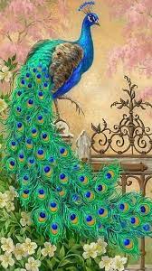 pavo real panosundaki pin