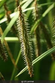 Image result for Carex conferta