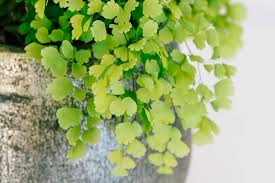 The spots are white on the new leaves and then turn brown. Maidenhair Fern Care Tips How To Keep The Finicky Plant Alive