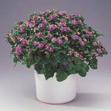 We want a lot of indirect sunlight for our african violets to thrive. Persian Violet Exacum Affine My Garden Life