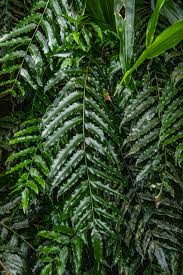 Image result for Lomariopsis warneckei