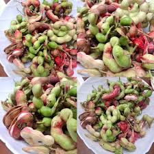 Image result for Pithecellobium dulce