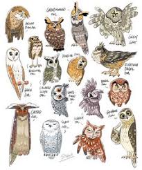 Gambar burung cililinformat png : 35 Ide Owl Png Burung Hantu Gambar Seni