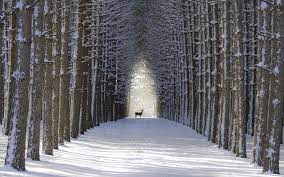 Hintergrundbilder winter schnee natur katze tiere 2048x1365 wallpapermaniac 1246343 hintergrundbilder wallhere einzigartige hintergrundbilder für ihren desktop, das tablet oder smartphone. 30 Hintergrundbilder Winter Tiere Besten Bilder Von Ausmalbilder