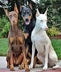 Doberman Pinscher In 2020 Cute Animals Doberman Pinscher Dog Scary Dogs