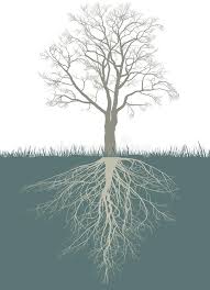 Trees grown in a container are prone to becoming root bound, meaning the roots are going up and around the root ball in a tangled. Tree Roots Winter Stock Illustrations 441 Tree Roots Winter Stock Illustrations Vectors Clipart Dreamstime