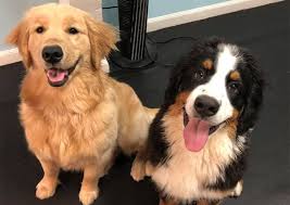 Maybe you would like to learn more about one of these? Welcome To Family Pet Boarding