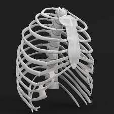 An inhalation is accomplished when the muscular diaphragm, at the floor of the thoracic cavity, contracts and flattens, while the contraction of intercostal muscles lift the rib cage up and out. Anatomie Menschlicher Brustkorb 3d Modell Turbosquid 1176687