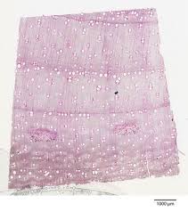 Image result for Acacia afra