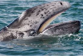 The blue whale weighs 50 tons at birth. A Whale S Baleen Bristles Reveal The Story Of Its Life Science Smithsonian Magazine