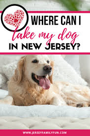 Puppy barn's headquarters is located in mount holly, new jersey, usa 08060. 50 Places To Take Your Dog In New Jersey Jersey Family Fun