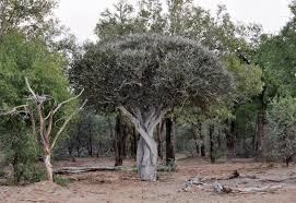 Image result for Boscia foetida