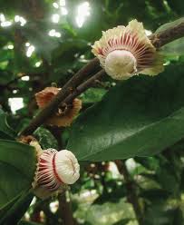 Image result for Napoleonaea gossweileri