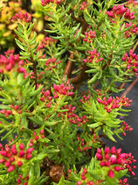 Image result for Crassula sarcocaulis