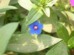 Image result for Lysimachia arvensis