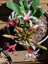 Image result for Ammocharis