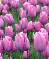 Tulip Violet Beauty Tulips Tulips Flowers Bulb Flowers