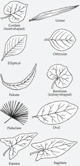 For more terms describing other aspects of leaves besides their overall morphology see the leaf article. Plant Life Leaf Shapes