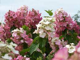 Traumhafte hortensien ab 17,99 € bei blume2000.de. Hydrangea Paniculata Mega Mindy R Rispen Hortensie Haussermann Stauden Und Geholze