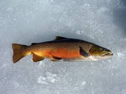 Ice Fishing Dwr Fish Freshwater Fishing Trout Fishing